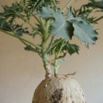 Ятрофа катартика (Jatropha cathartica) Ятрофа катартика (Jatropha cathartica)