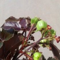 Ятрофа куркас (Jatropha curcas) Ятрофа куркас (Jatropha curcas)