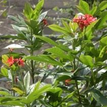 Ятрофа цельнокрайная (Jatropha integerrima) Ятрофа цельнокрайная (Jatropha integerrima)