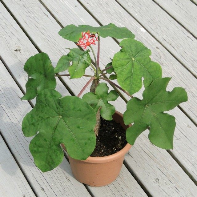 Ятрофа катартика (Jatropha cathartica) Ятрофа катартика (Jatropha cathartica)