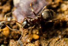 Чёрный садовый муравей, или чёрный лазий (Lasius niger)