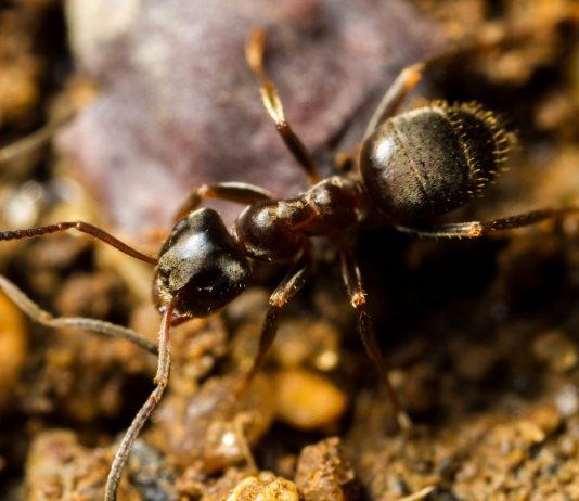 Как избавиться от муравьев на участке? - Цветник и ландшафт Чёрный садовый муравей, или чёрный лазий (Lasius niger)