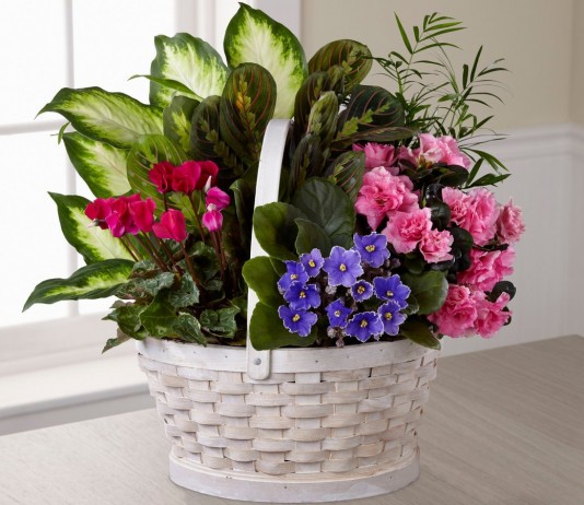 Подарочная корзина с комнатными цветами