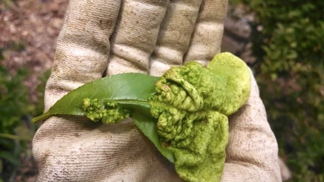 Кучерявость листьев