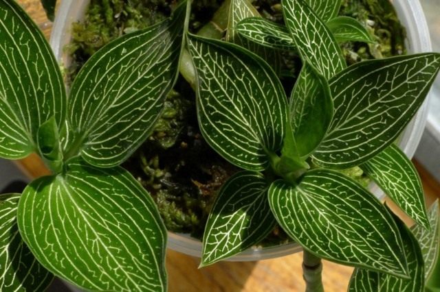 Лудизия разноцветная (ludisia discolor)