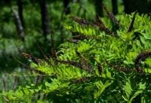 Аморфа (Amorpha)