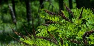 Аморфа (Amorpha)
