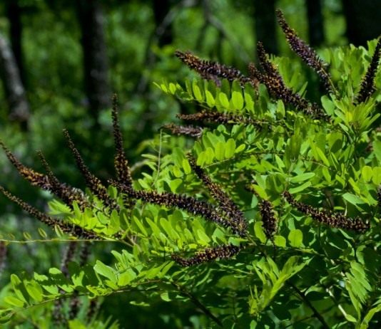 Аморфа (Amorpha)