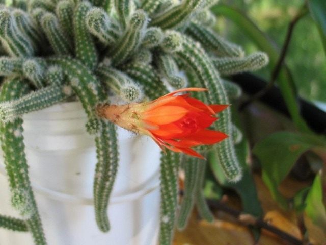 Дизокактус плетевидный (Disocactus flagelliformis) больше известен как Апорокактус плетевидный (Aporocactus flagelliformis)