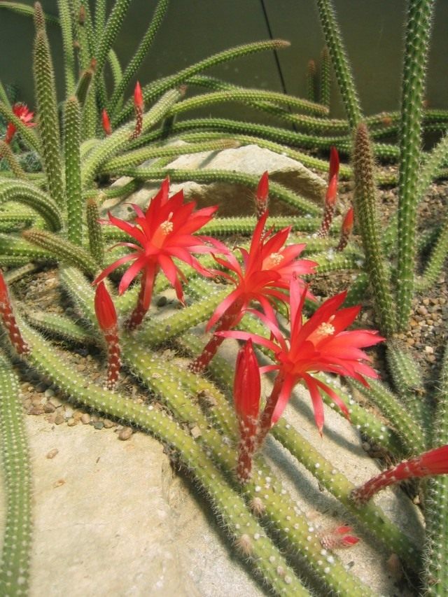 Дизокактус Мартиуса (Disocactus martianus, раньше известный как два вида — апорокактус Концатти — Aporocactus conzattii и апорокактус Мартиуса (Aporocactus martianus)