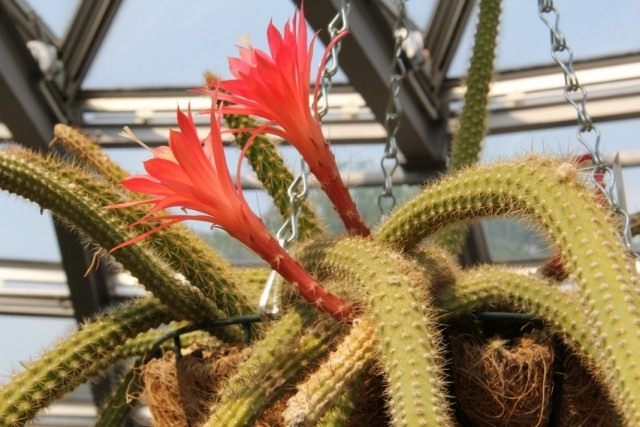 Дизокактус Мартиуса (Disocactus martianus)