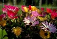 Доротеантус (Dorotheanthus)