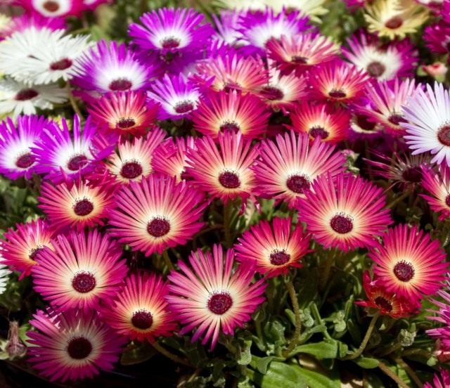 Доротеантус маргаритковый (Dorotheanthus bellidiformis)