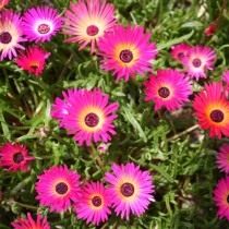 Доротеантус безлепестковый, или Доротеантус злаковидный (Dorotheanthus apetalus)