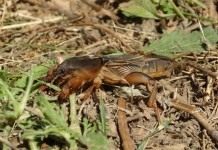 Обыкновенная медведка (Gryllotalpa gryllotalpa)