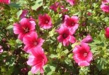 Mалопа трехнадрезная (Malope trifida)