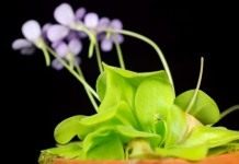 Жирянка (Pinguicula)