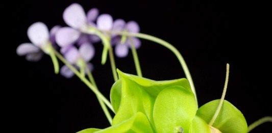 Жирянка (Pinguicula)