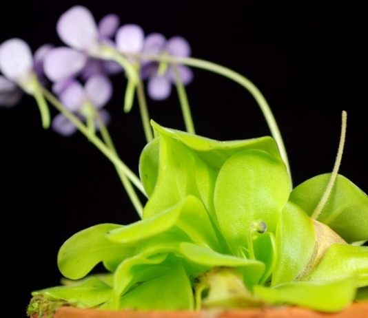 Жирянка (Pinguicula)