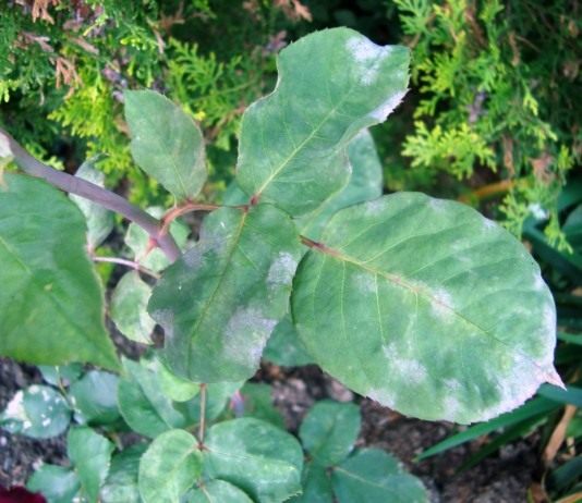 Мучнистая роса на листьях розы