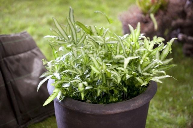 Птерис критский (Pteris cretica)