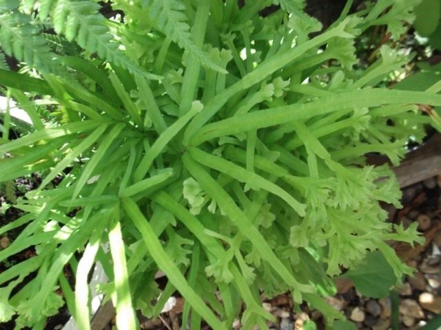 Птерис критский «Кристата» (Pteris cretica 'Cristata')
