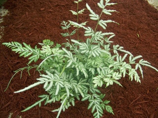 Птерис критский (Pteris cretica)