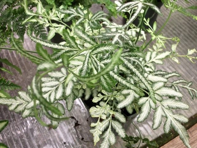 Птерис мечевидный (Pteris ensiformis)