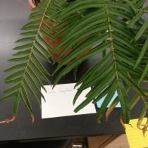 Птерис длиннолистный (Pteris longifolia)