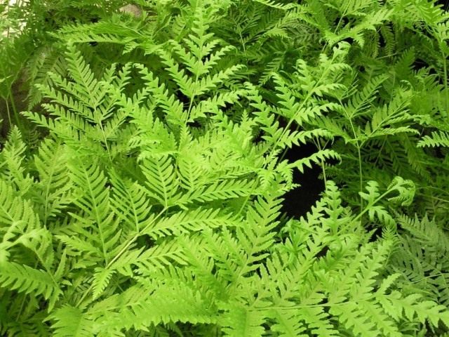 Птерис дрожащий (Pteris tremula)