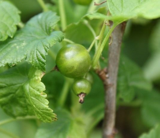 Зеленоплодная смородина