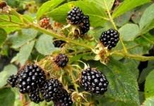 Ежевика кустистая (Rubus fruticosus)