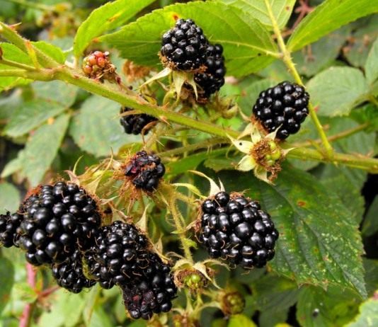 Ежевика кустистая (Rubus fruticosus)