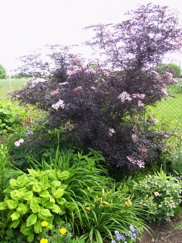 Бузина чёрная «Блек Лейк» (Sambucus nigra 'Black lace')