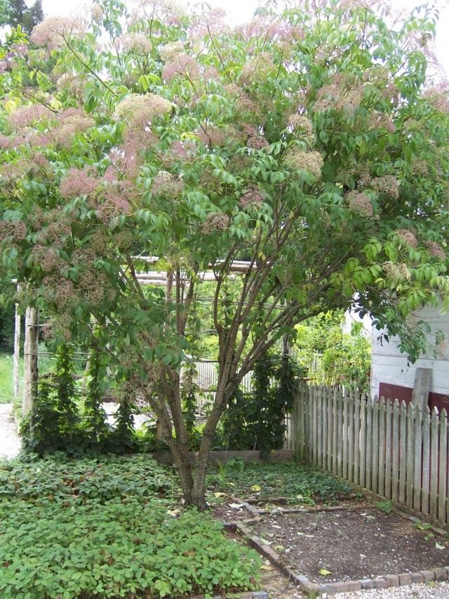 Бузина канадская (Sambucus canadensis)