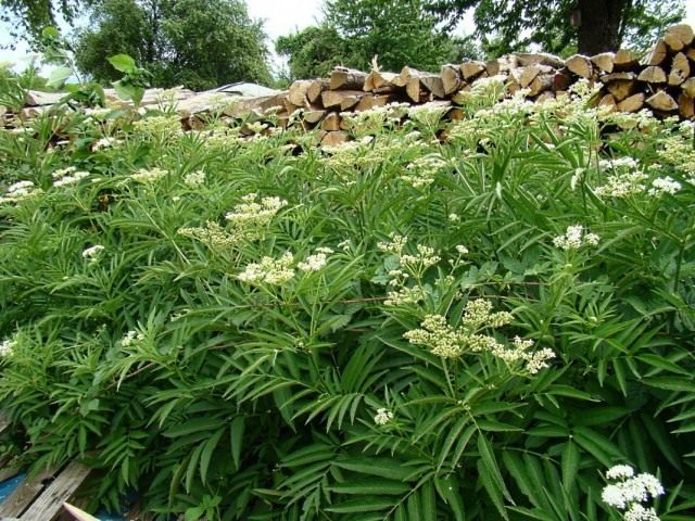 Бузина травянистая (Sambucus ebulus)