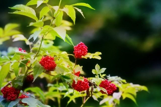 Бузина красная (Sambucus racemosa)