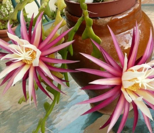 Селеницереус Энтони (Selenicereus anthonyanus)