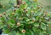 Масляный кресс (Spilanthes acmella)