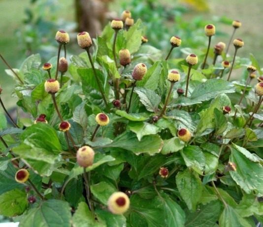 Масляный кресс (Spilanthes acmella)