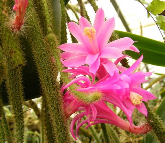 Дизокактус плетевидный (Disocactus flagelliformis)
