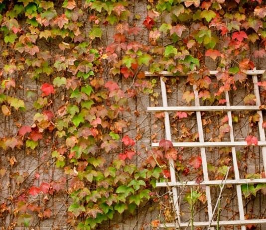 Стена увитая вьющимися растением