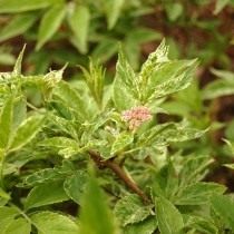 Бузина чёрная «Пульверулента» (Sambucus nigra 'Pulverulenta')