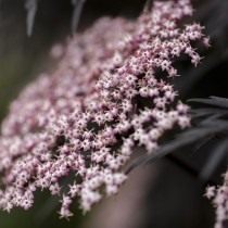 Бузина чёрная «Блек Лейс» (Sambucus nigra 'Black lace')