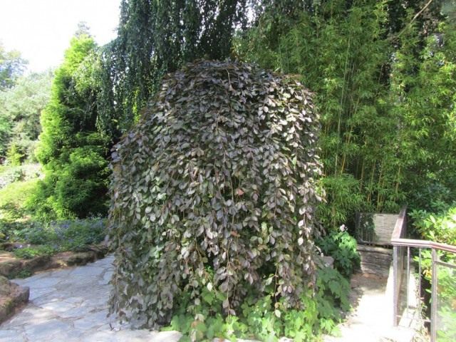 Бузина чёрная плакучая (ambucus nigra f. pendula)