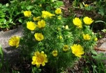 Адонис (Adonis)