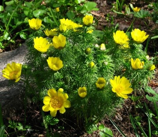 Адонис (Adonis)