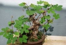 Виноградовник (Ampelopsis)
