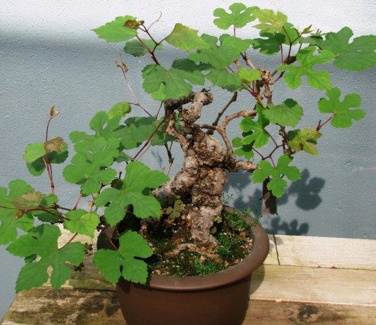 Виноградовник (Ampelopsis)