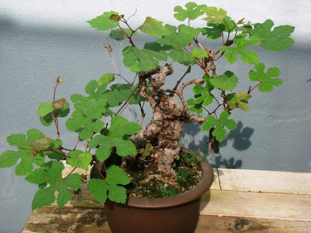 Виноградовник (Ampelopsis)